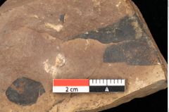Foto (Detailsansicht) von Quercus palaeoilex Ettingshausen (NHMW-GEO-2024-0188-0976)